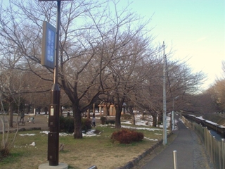 善福寺川緑地公園001