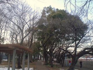 善福寺川緑地公園007