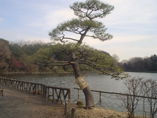 善福寺公園005