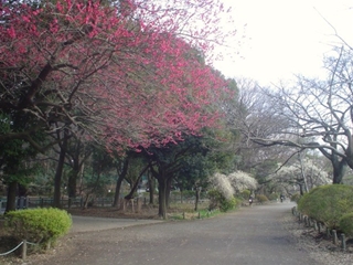 善福寺公園006