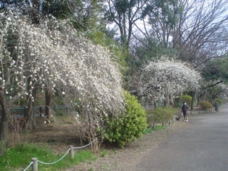 善福寺公園007