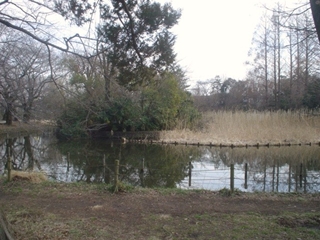 善福寺公園009