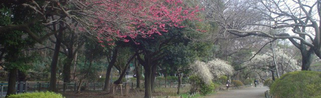 善福寺公園