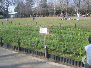 井草森公園011