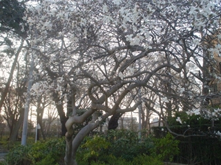 三井の森公園007