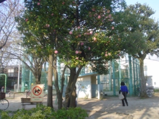 阿佐谷西公園003