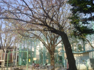 阿佐谷西公園004